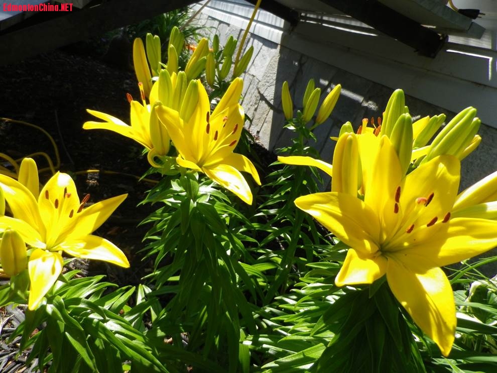 yellow lilies.jpg