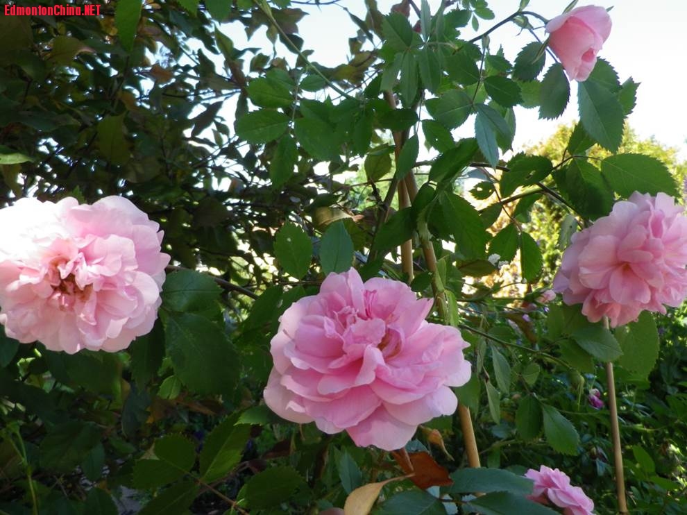 pink roses1.jpg