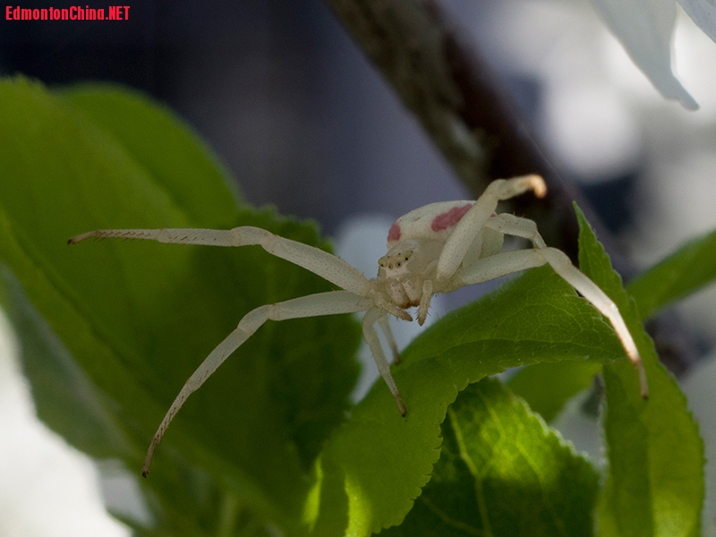 Backyard-Crab-Spider-web.jpg